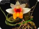 Dendrobium bellatulum